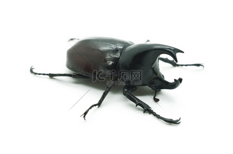 犀牛大角甲虫 bug