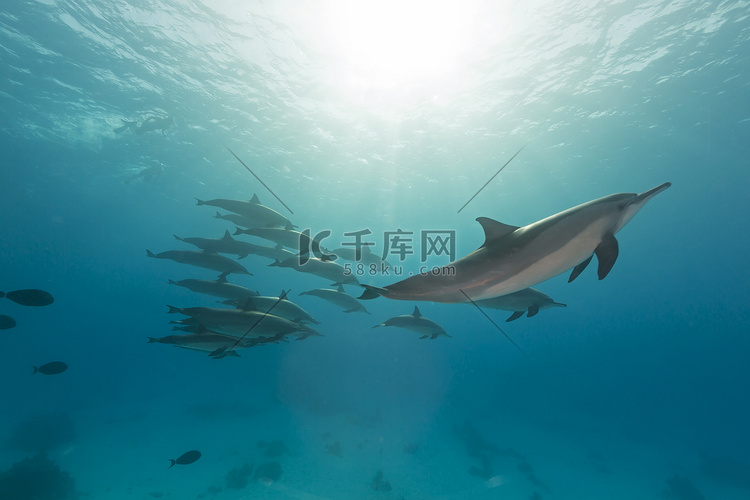 红海中的飞旋海豚（stenel