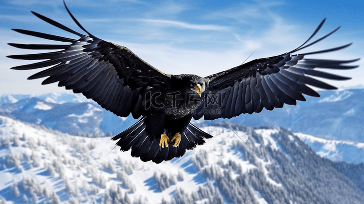 白天黑鹰在雪地上空飞翔