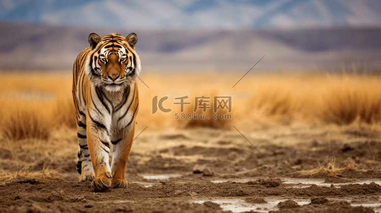 一只站在旱地上的成年老虎
