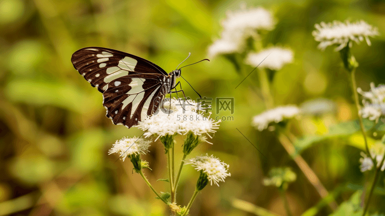 棕色和白色的蝴蝶栖息在棕色的植