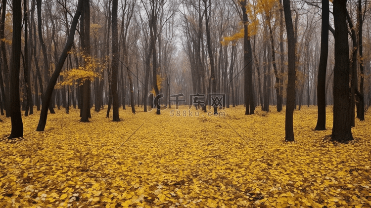秋天森林中满地金黄的落叶3