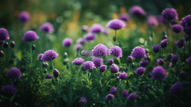 紫色的野花丛特写3