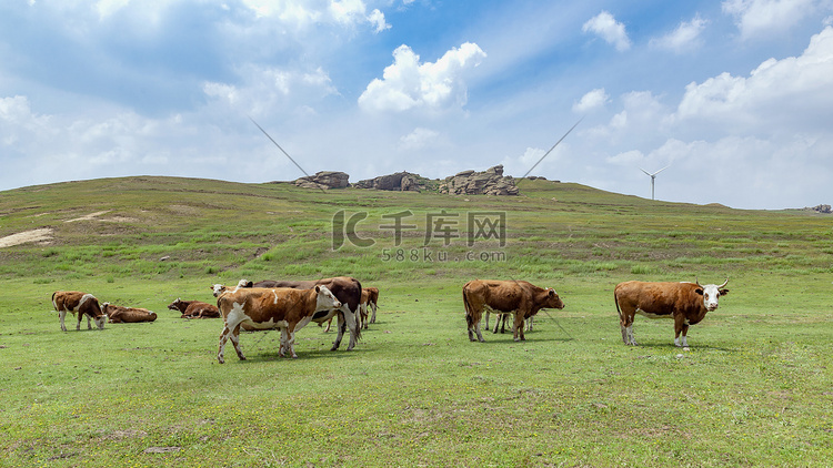 内蒙古草原牛群蓝天白云