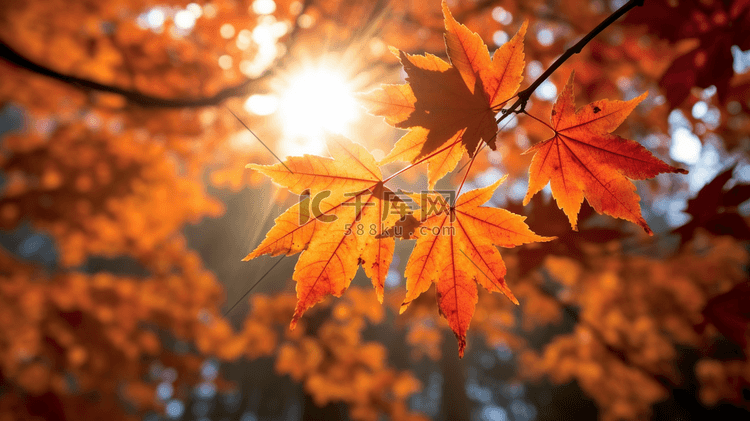 阳光枫树叶特写摄影秋天