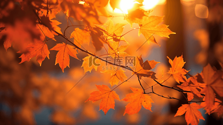 阳光枫树叶特写摄影秋天