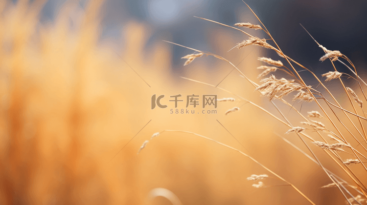 秋季水草芦苇风景背景7