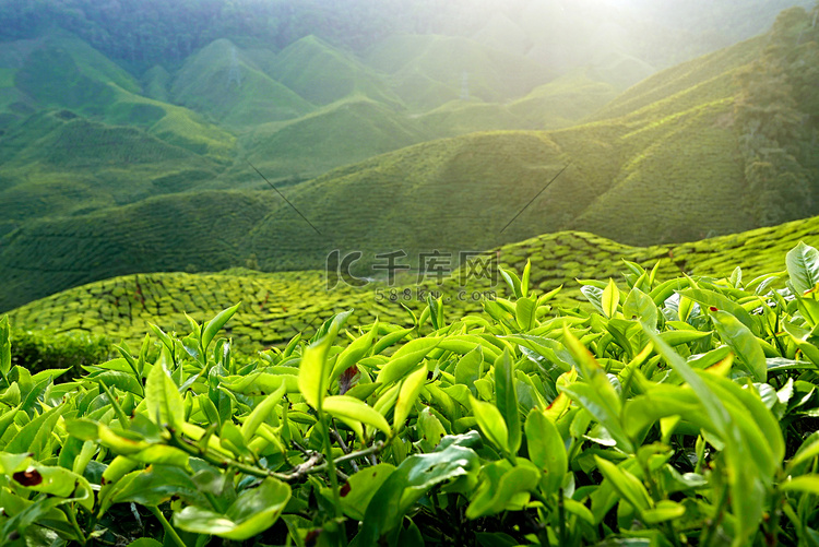 马来西亚金马伦高原茶园景观的壮