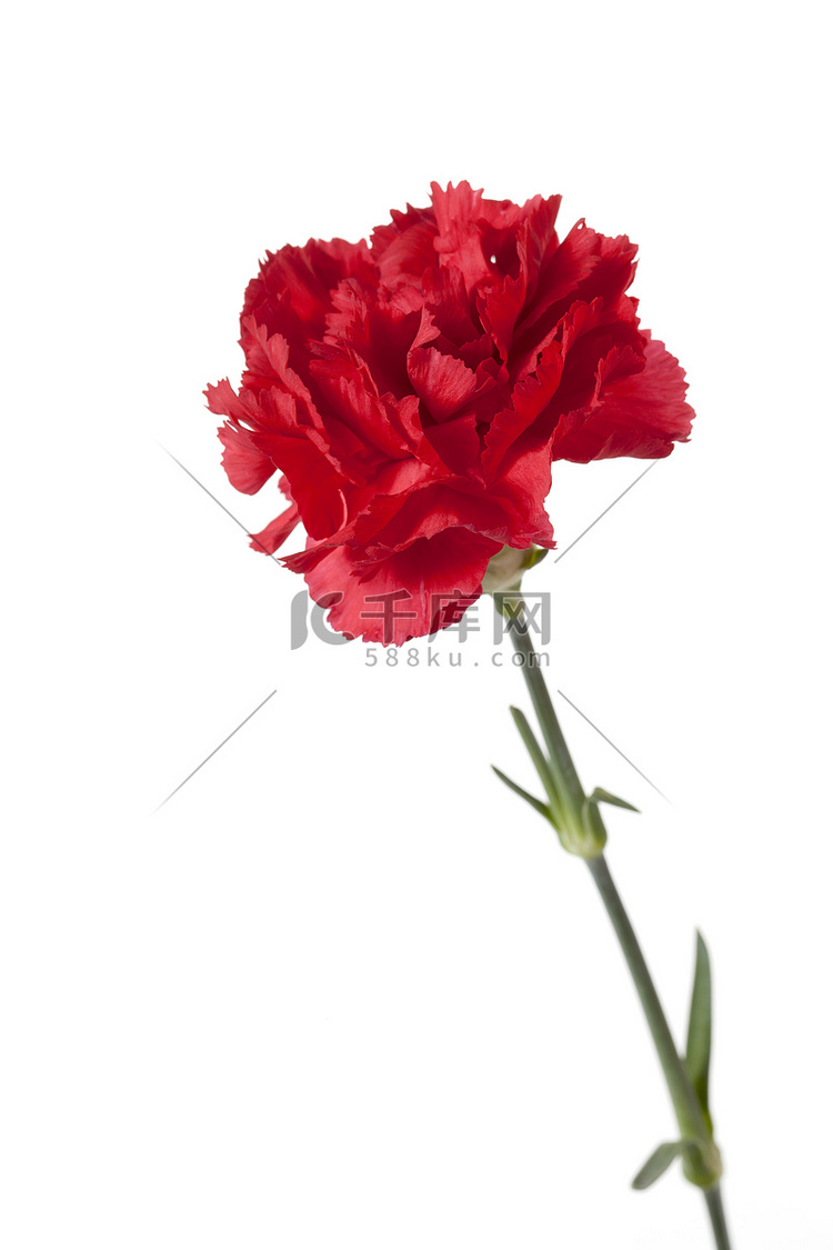 430 红色康乃馨花