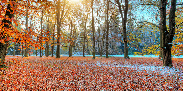 美丽的秋天，景观摄影彩色的树木