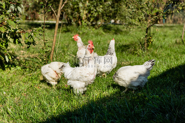 一群可爱的白鸡走在草地草地在农