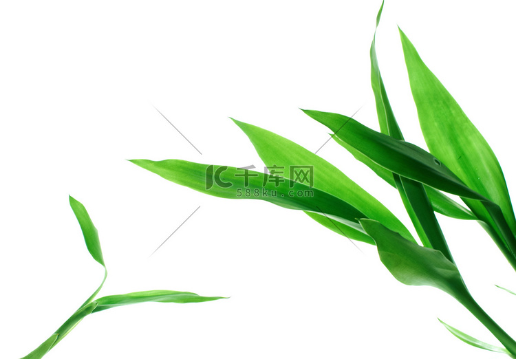 绿色竹