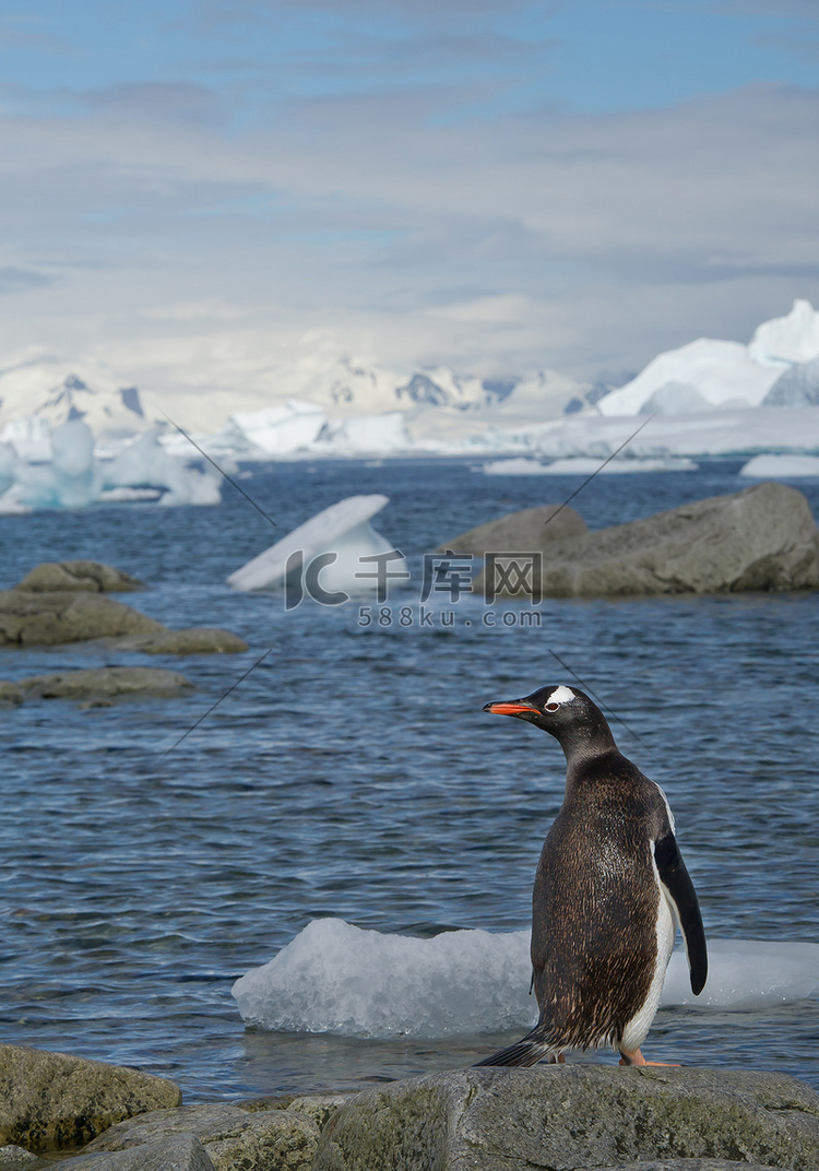 巴布亚企鹅，站在石头上