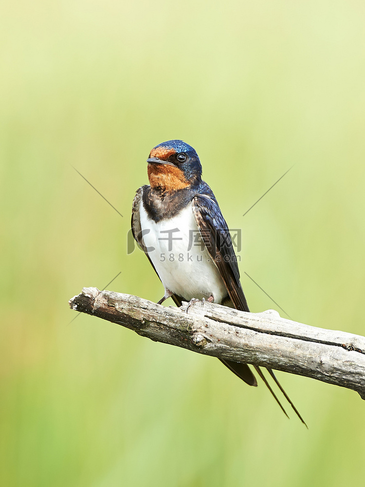 Barn Swallow (Hirundo rustica))