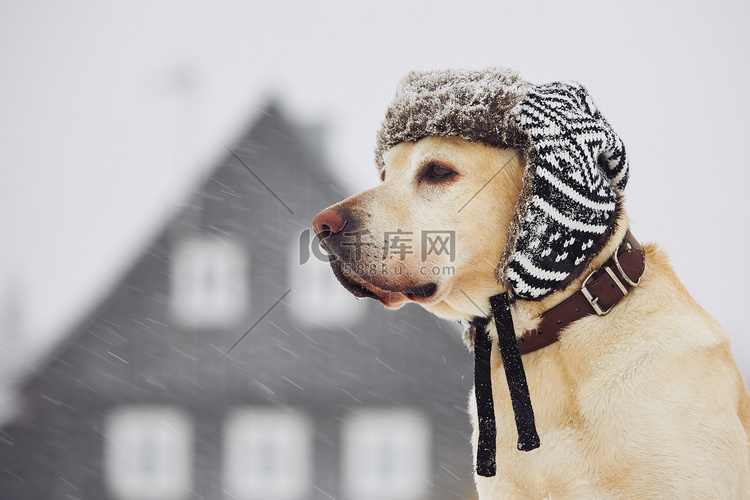 在冬天帽的狗 
