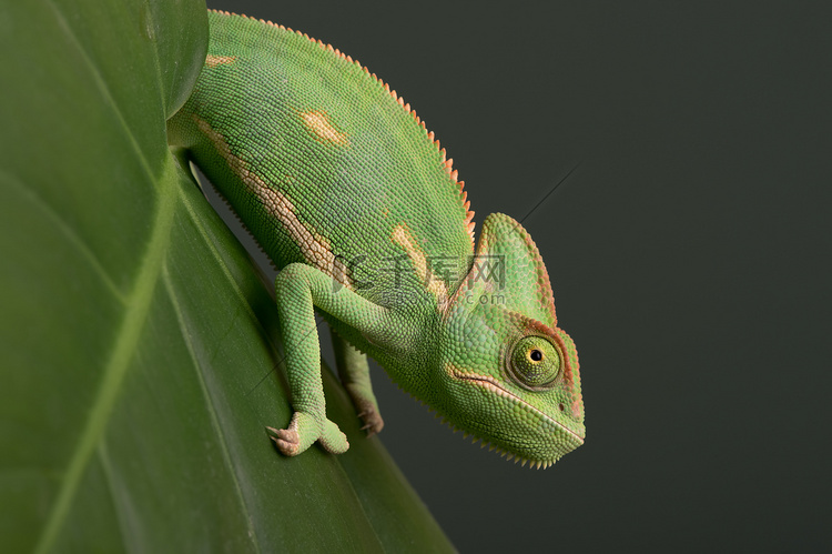 高冠的变色龙 (chamaeleo calyptratus)