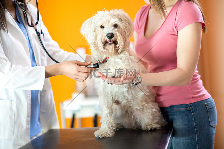 马尔济斯犬在兽医临床的呼吸检查
