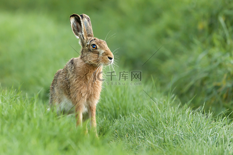 美丽的诺福克野生野兔坐在草地上