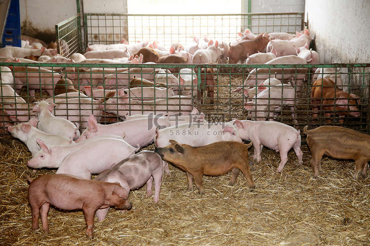新生仔猪养殖在稳定中