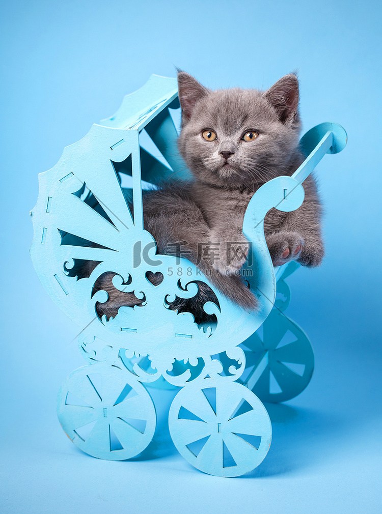 猫坐在一辆蓝色的马车里