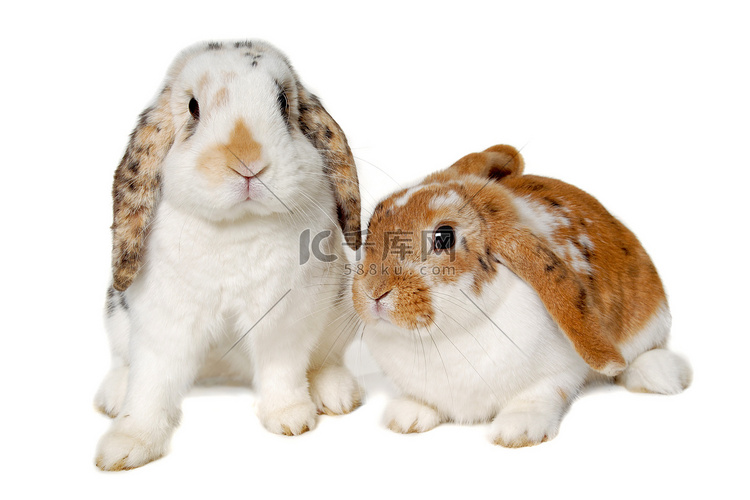 两只兔子在白色背景上被隔离