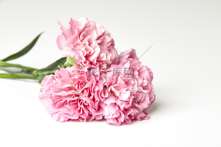 粉红色康乃馨花为母亲节在白色背