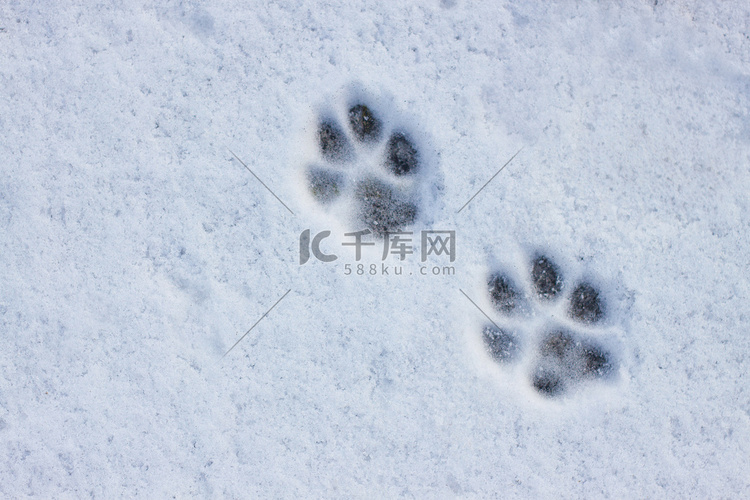 雪地上有猫或狗爪子的脚印的有趣