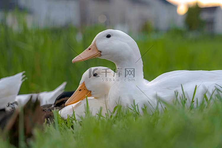 白鸭子的特写，坐在覆盖着鲜艳的
