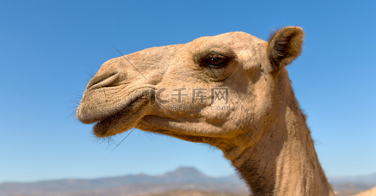 在埃塞俄比亚非洲骆驼在天空象抽