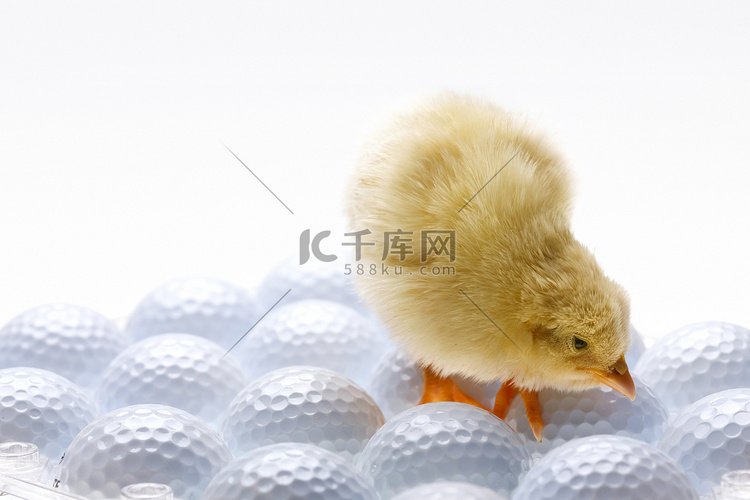 一只小鸡站在高尔夫球上