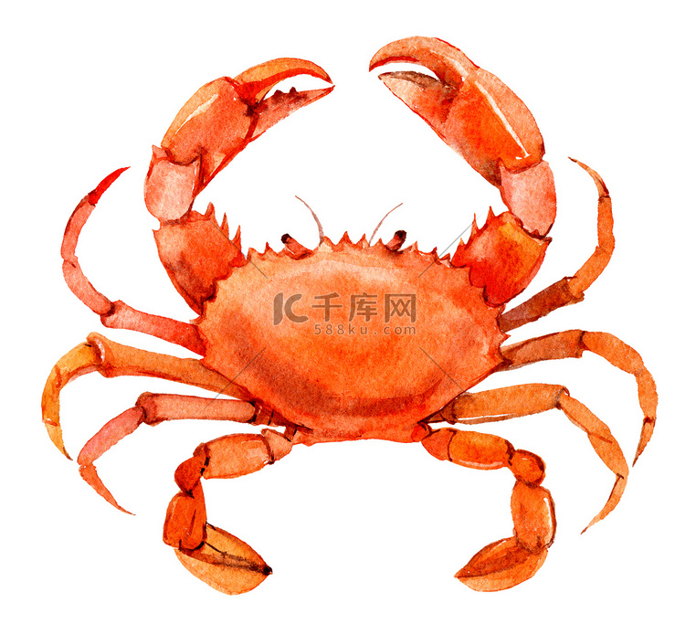 白色背景的蟹, 水彩插图