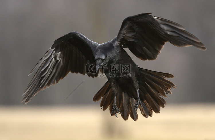 普通乌鸦在自然栖息地飞行