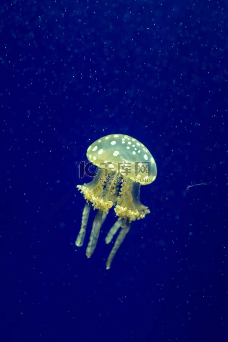 水族馆里的水母