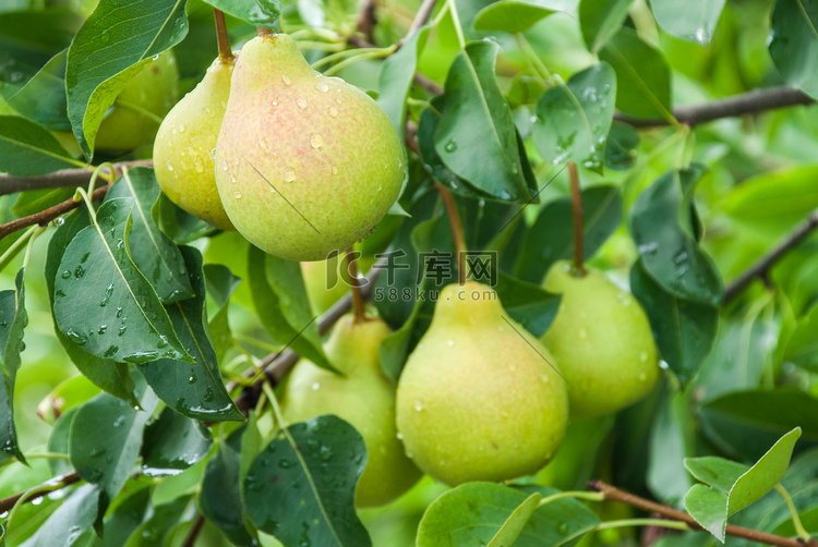 梨树枝上的鲜汁梨。自然环境中的