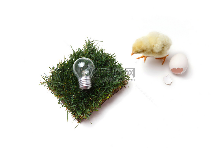 一只小鸡和电灯泡