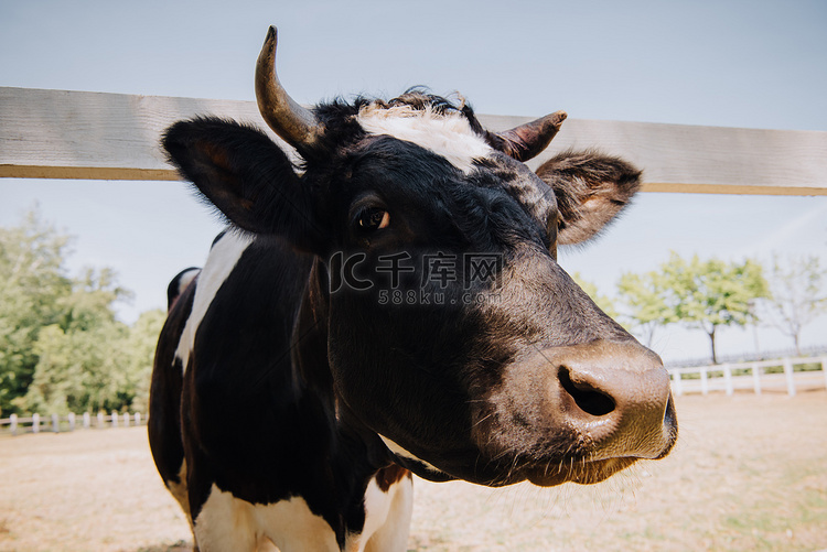 关闭站在农场的黑白母牛肖像 