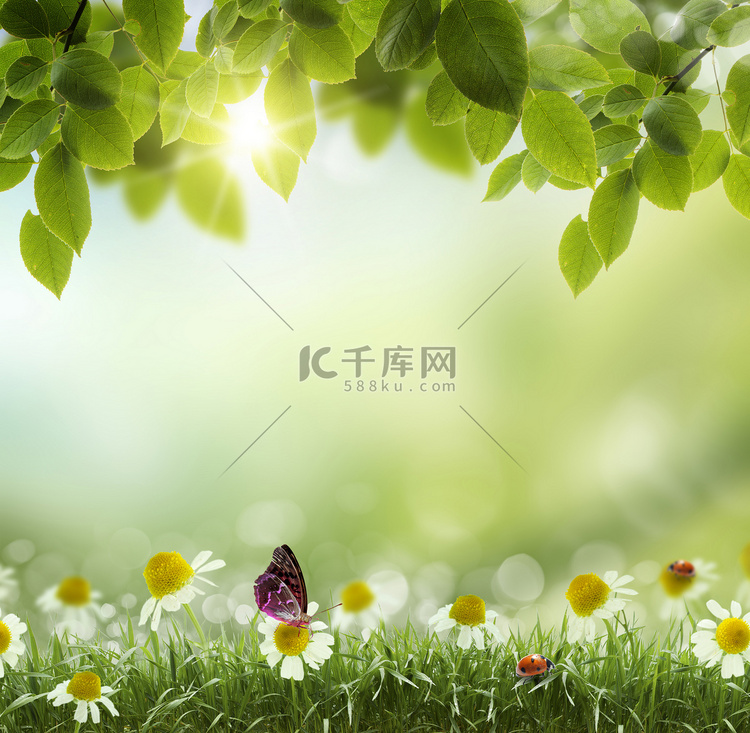春天或夏天热抽象.chamomile 花