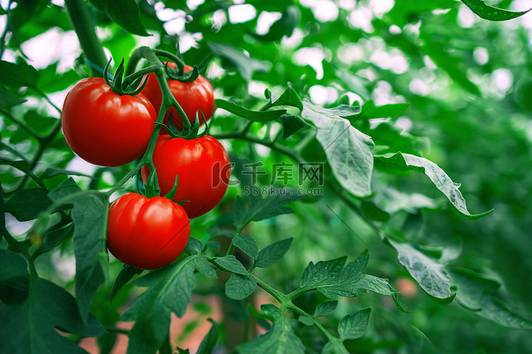 温室里的红色番茄。园艺。蔬菜. 