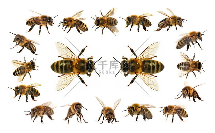 蜜蜂或蜜蜂组在拉丁 api 蜜