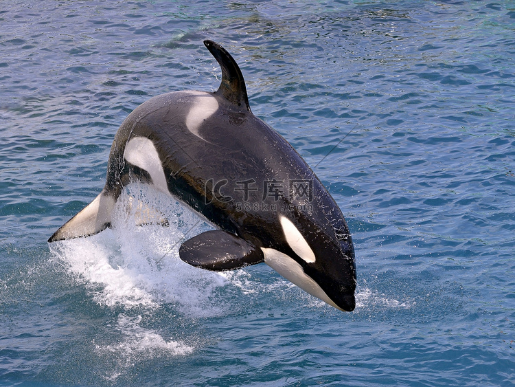 跳跃的水虎鲸