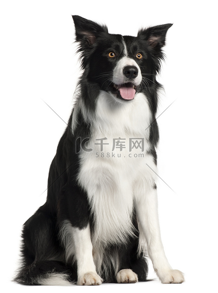 边境牧羊犬，4 岁，坐在白色背