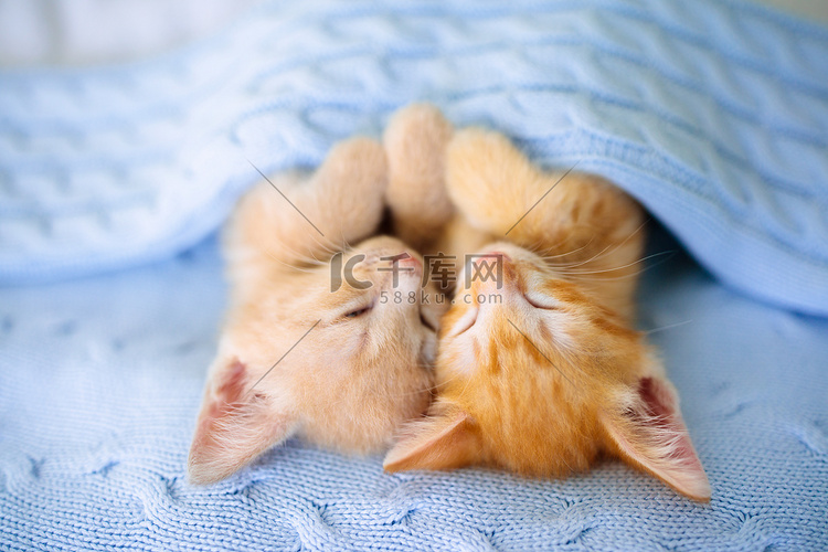 小猫咪姜小猫睡在毯子下