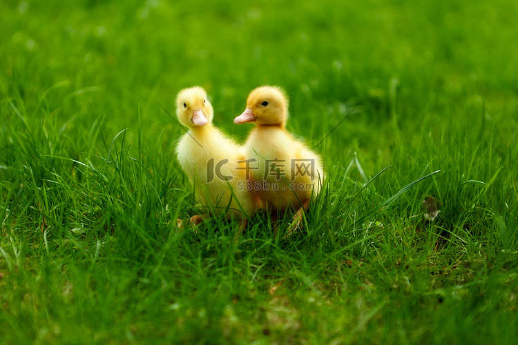 室外在绿色草地上的小鸭子