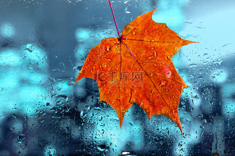 秋天背景。雨滴和枫叶落在潮湿的