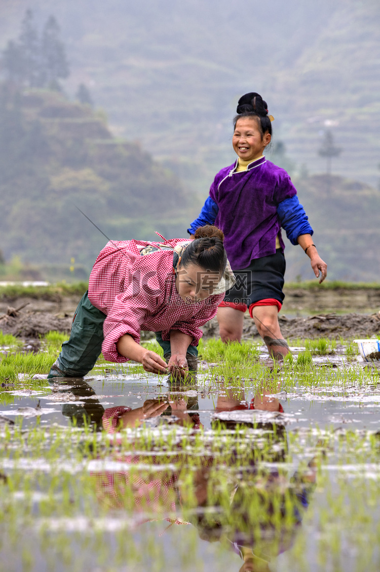 中国农妇移植稻田秧苗.