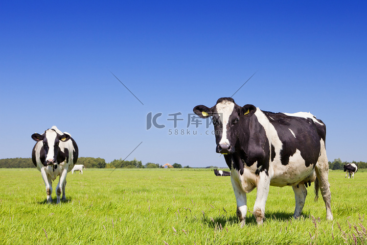 奶牛在新鲜的草地上晴朗的一天