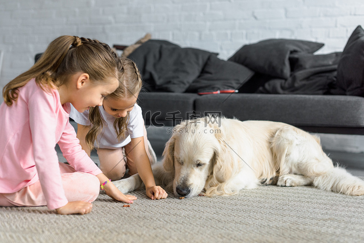 小孩子在家喂养金猎犬狗