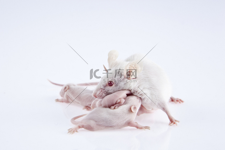 白色的实验室小鼠母亲带着小狗，