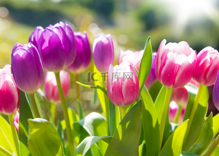 花园里美丽的郁金香花