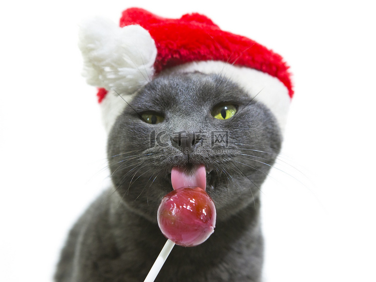 猫舔着棒棒糖的圣诞老人。有趣的